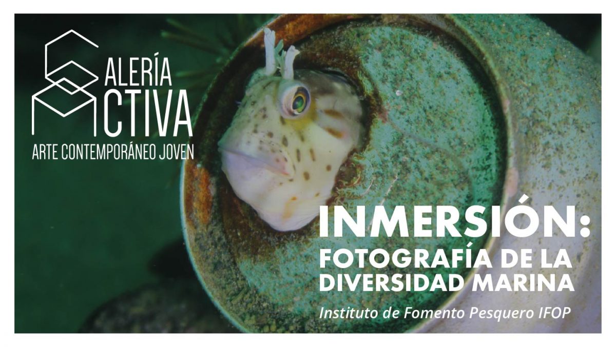 “INMERSIÓN: FOTOGRAFÍA DE LA DIVERSIDAD MARINA”